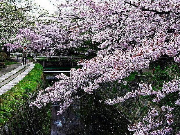 春には満開の桜が咲き並ぶ「哲学の道」まで徒歩2分
