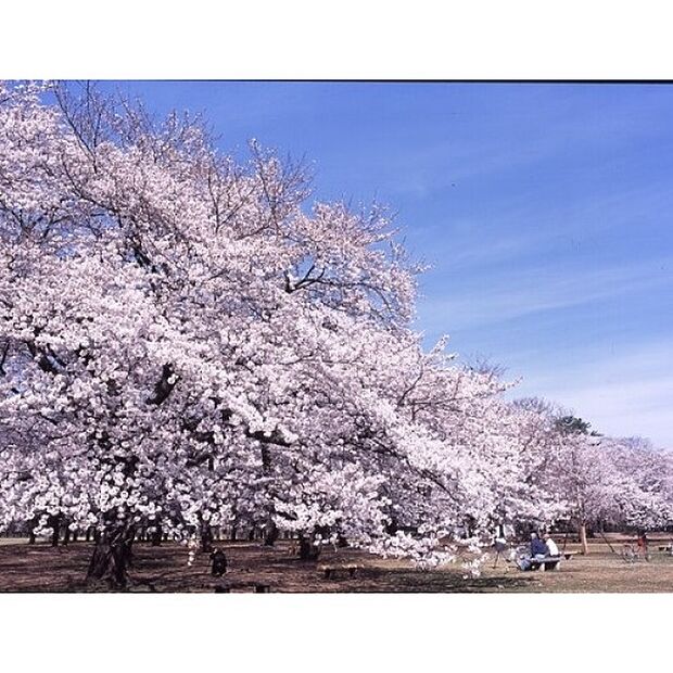 小金井公園