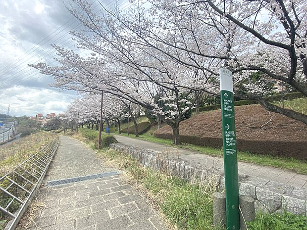 駅まで続く遊歩道　毎年美しい桜景色を楽しめます　令和6年4月撮影