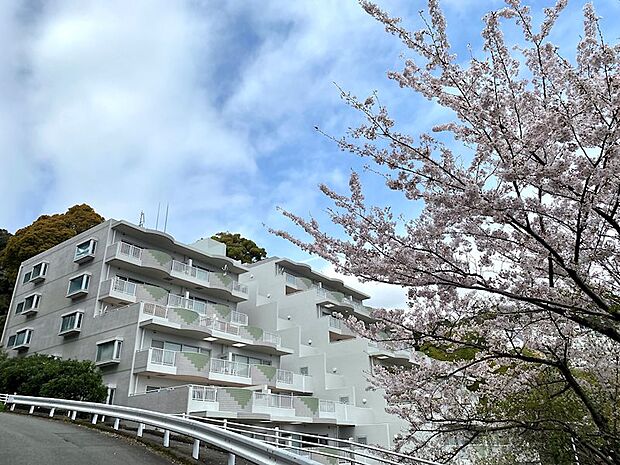 残念ながら今年は青空と桜のコラボはほとんど見られませんでした。来年以降に期待です。
