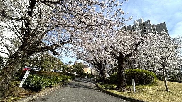 マンションアプローチ：春には満開の桜がお出迎えしてくれます。