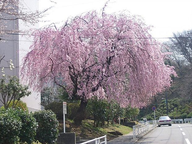 春に咲く団地内の枝垂れ桜