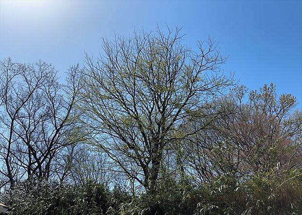 桜や紅葉の名所に出かける人は多いと思いますが、家にいながら季節の移ろいを感じる生活を送りませんか？リビングや窓から見える景色が生活を彩るワンポイントに！現地から見える景色を堪能してみては如何でしょう。