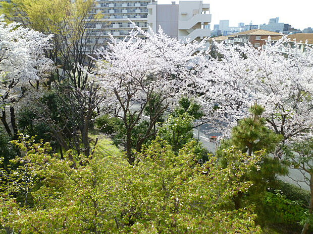 ■バルコニーからの眺望です。桜の時期は窓から桜がたくさん見えて、迫力があります。