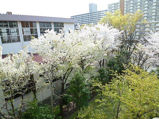 ■バルコニーからの眺望です。桜の時期は窓から桜がたくさん見えて、迫力があります。