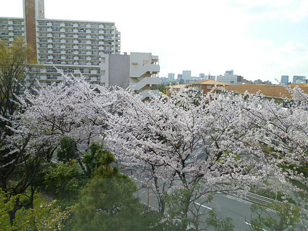 ■バルコニーからの眺望です。桜の時期は窓から桜がたくさん見えて、迫力があります。