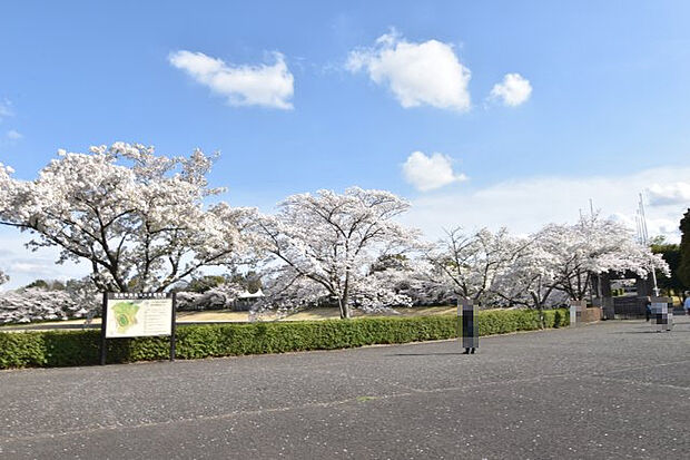 近隣にある稲城中央公園です。春には桜が綺麗です。