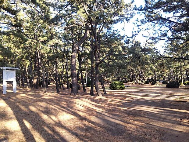【遊歩道】千本浜公園内にある松林が連なる遊歩道。別世界に足を踏み入れた感覚になりますよ。