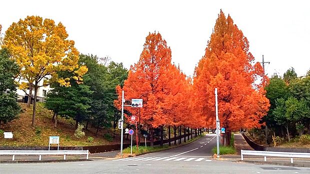 敷地北側のメタセコイア通り。紅葉の季節はとても綺麗です。