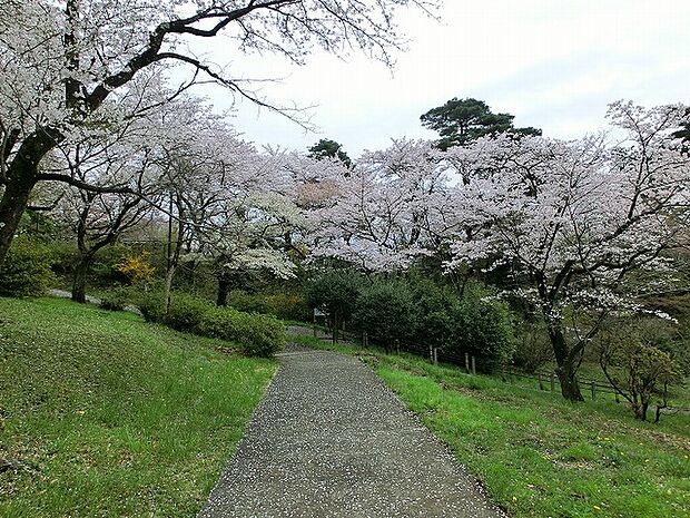 平山城址公園迄650ｍ