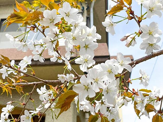 お庭の花木（恐らく山桜？）は毎年4月頃が見頃です