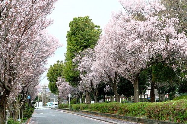 【東原さくら公園】　たくさんの種類の遊具があり、子供たちに人気の公園です。また、広場のようなスペースもあり、ここでお弁当を食べたりする親子も見られます。