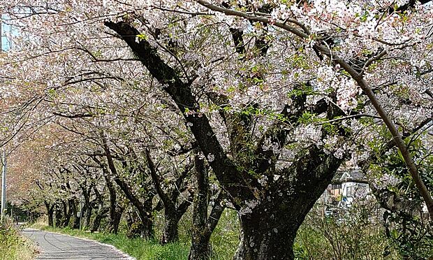 千歳川沿いの桜並木です