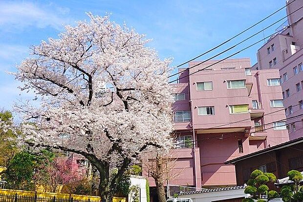 春には桜が楽しめます