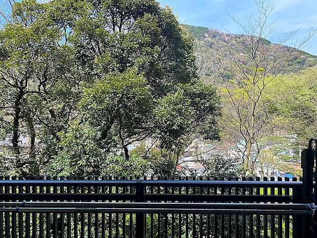 バルコニーからの景色です。樹々の先に湯本の町並み、眼下に早川を望みます。