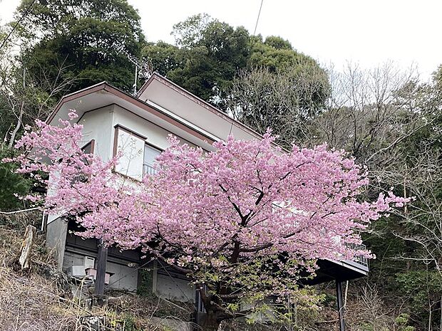 毎年美しい河津桜が咲きほこります