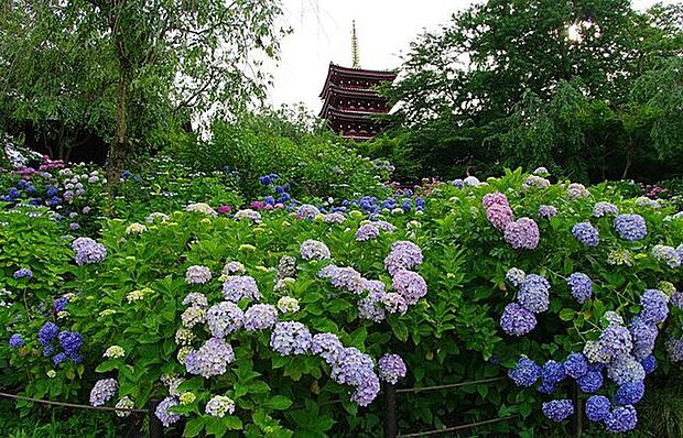 本土寺別名あじさい寺といわれる日蓮宗の名刹で、3万本のあじさいと6千本の花菖蒲が見事です。また、あまり知られていないようですが、紅葉の季節も風情があり、オススメです。 470m