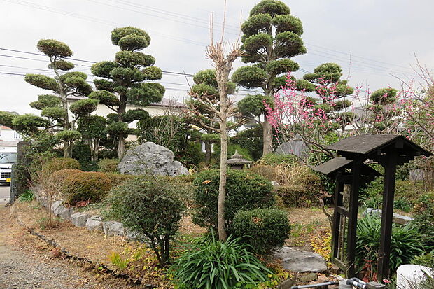 日本庭園風の広い庭。初春には梅の花が咲きます。