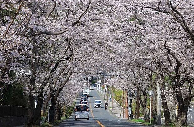 通りに出ると毎年きれいな桜並木が♪