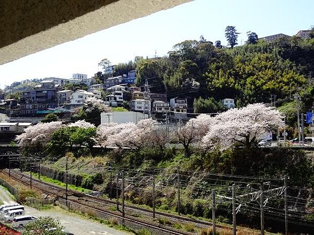 咲く桜。JR東海道線線路沿いには、風情のある桜をお楽しみいただけます。