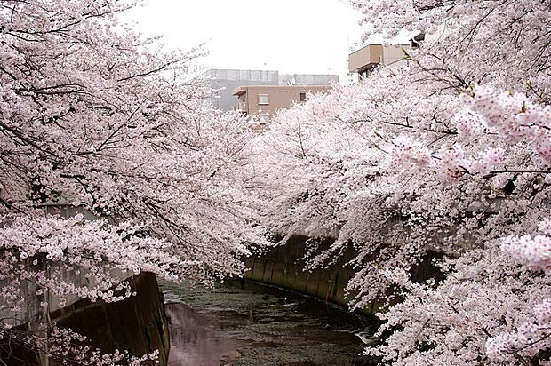 春には満開の桜が望める神田川や甘泉園公園目の前の自然を感じる住環境が魅力です！