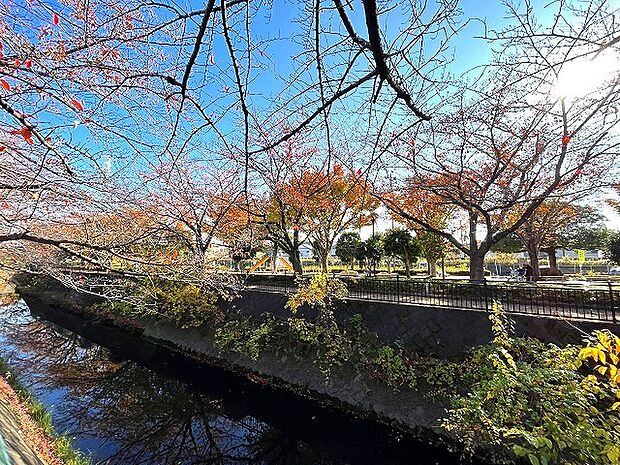 伝右川沿いの写真です 紅葉が楽しめます
