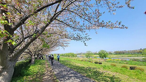多摩川河川敷の桜並木