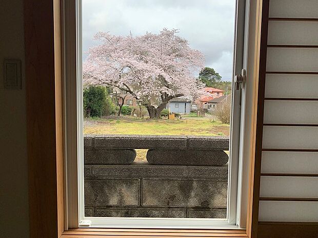 和室からは桜の花見が楽しめます。