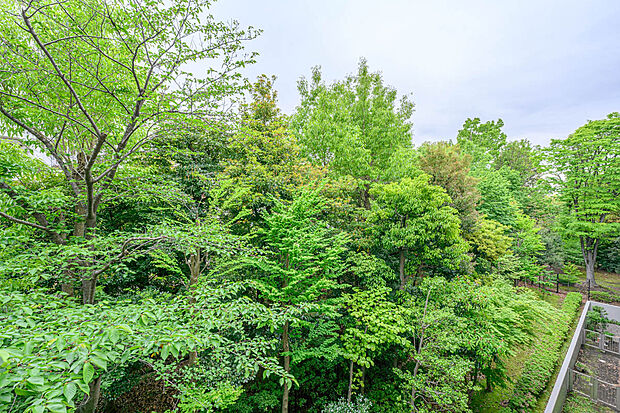 バルコニーからの眺望（西方向）　緑豊かな景色が望め、桜の木も植えられております