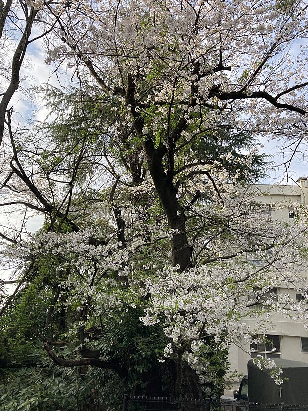 バルコニーからの眺め　春は桜が見えます。