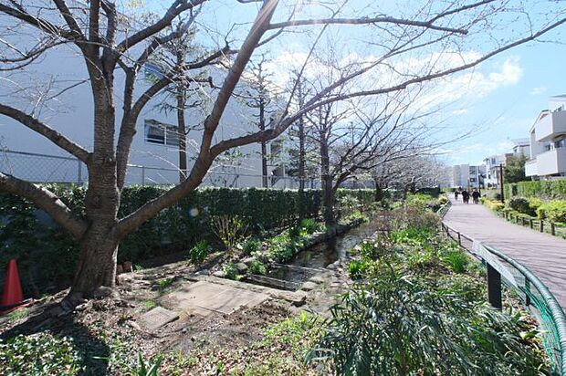 マンション北側は目黒川緑道があり、散歩をしたり春には桜を楽しむことができます