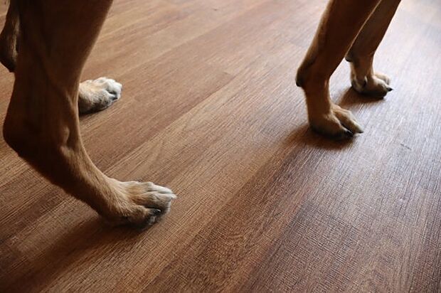 床が防滑仕様のためワンちゃんの足腰に優しい！
