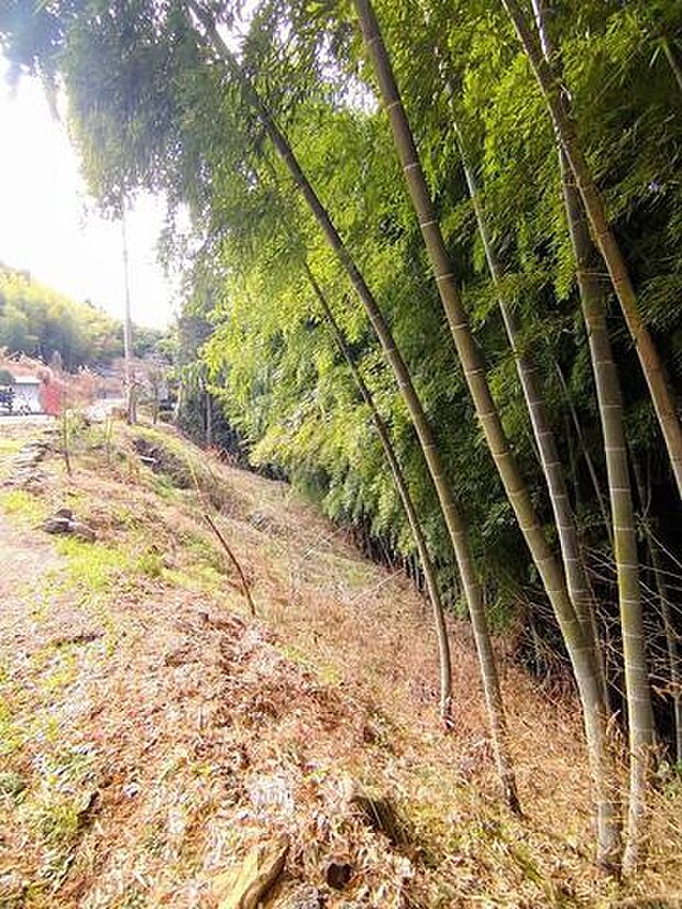 竹やぶも売買対象になります。タケノコがたくさん収穫できます。