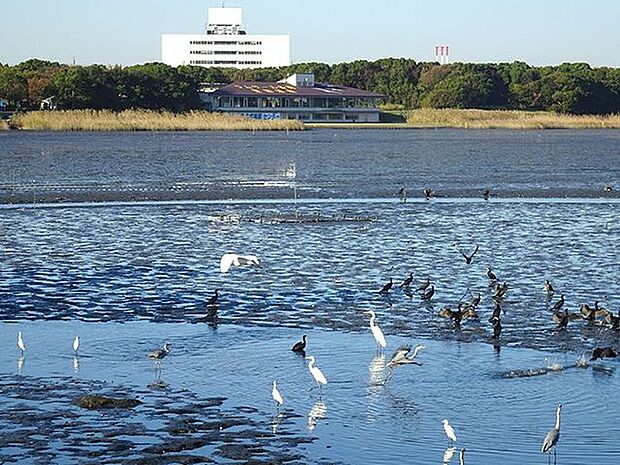 谷津干潟公園 1120m