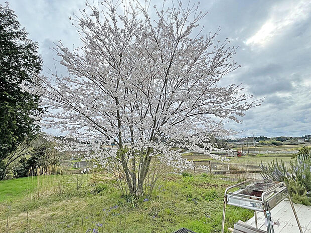 お庭には桜の木があり、春はお花見が楽しめます！田園風景と桜。素敵な景色が楽しめそうですね！