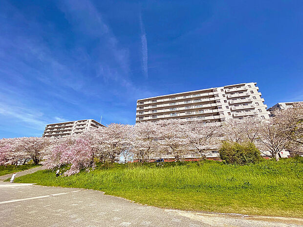 鴨川河川敷から見る外観。春は桜に囲まれます。マンション前でお花見を楽しめるロケーションです。