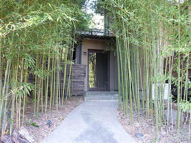 入り口付近　竹林です。