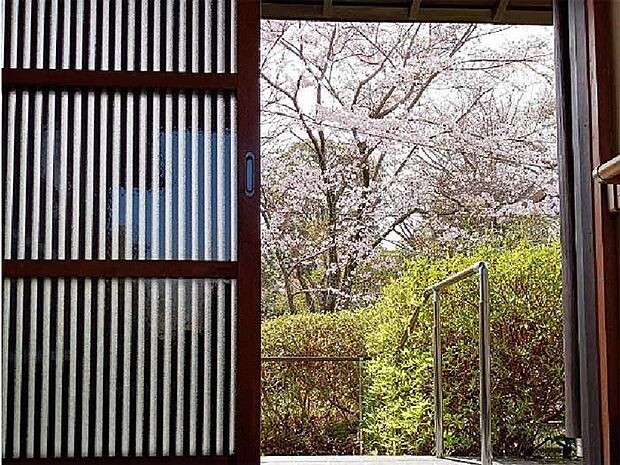 春には玄関の先に満開の桜が見えます