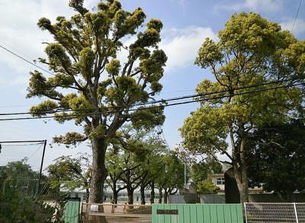 野田市立北部小学校（810ｍ）