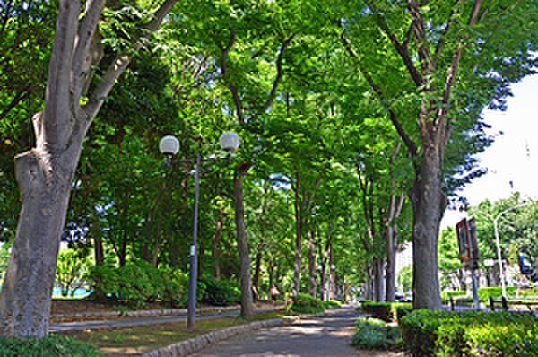 昭和49年に開園し、高島平団地と首都高速5号線に沿って、東西にのびる公園。残された自然林やそこを通る遊歩道、広場と運動施設などと赤塚公園は変化に富んでいる。