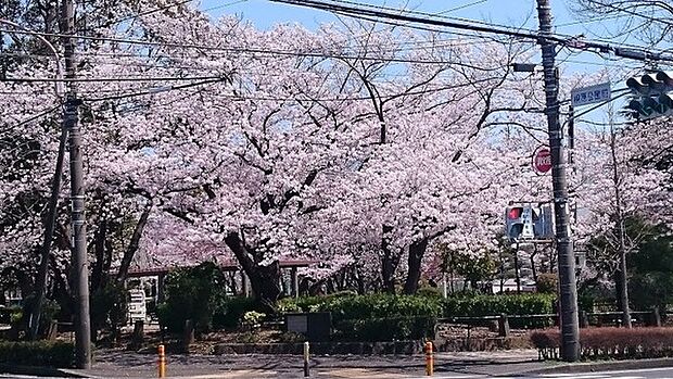 桐原公園まで399m、多数の遊具や多目的グラウンドを有る桜のきれいな大型公園