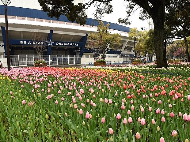 横浜公園　400m　ベイスターズの本拠地横浜スタジアムがあります。園内はチューリップが季節になると綺麗に咲き誇ります。 