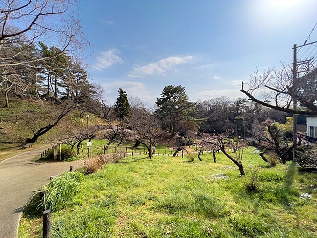 大倉山公園　350m　梅の名所として知られている公園。桜や新緑など、四季折々の違った彩りを楽しめる公園です。 