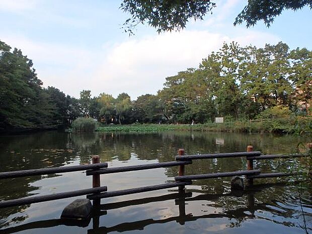 菊名池公園　500m　地域の住民の憩いの場。池、広場、プールなどがあり、夏の暑い日にはプールから元気な声が聞こえてきます。 