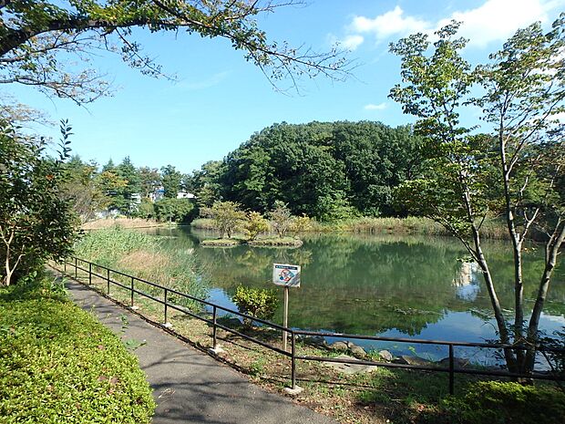 もえぎ野公園　650m　青葉区で一番大きい池があるのどかな雰囲気の公園。池を横断するデッキでは、時々カモが一休みしています。 