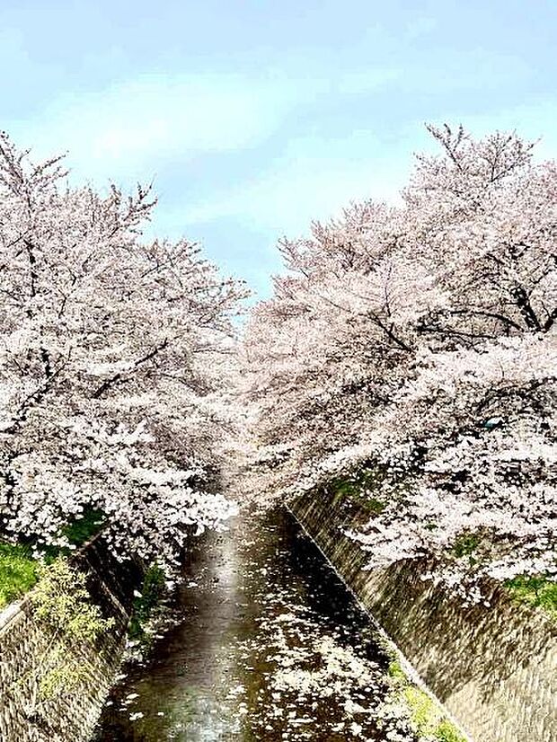 徒歩2分程で出られる東川沿いの道路からは、春になると咲き誇る桜並木が圧巻です。