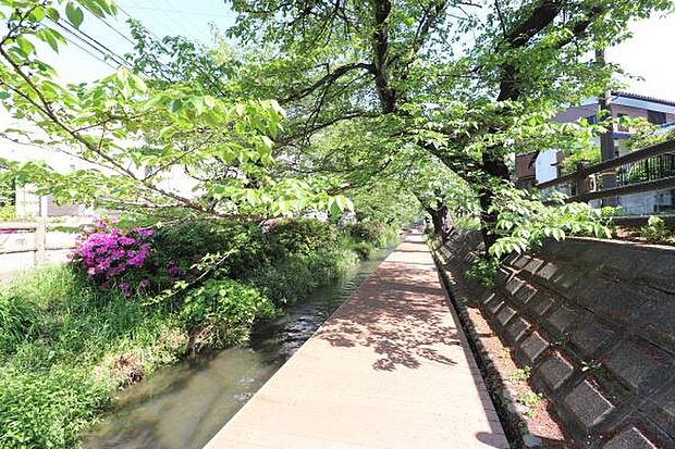 水辺の散策路として親しまれているスポット。宿河原駅近隣のおよそ2ｋｍにわたり、約400本の桜並木が続いており、花見客で賑わいます