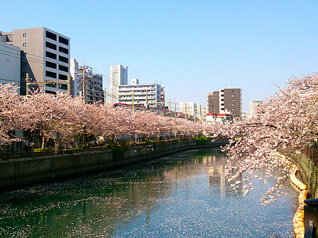 大岡川（太田橋からランドマークを望む）まで659m、大岡川沿いは桜並木になっていて花見の名所として知られています