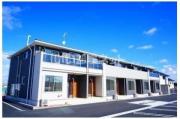 サイネリア