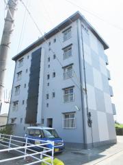 SAL橘